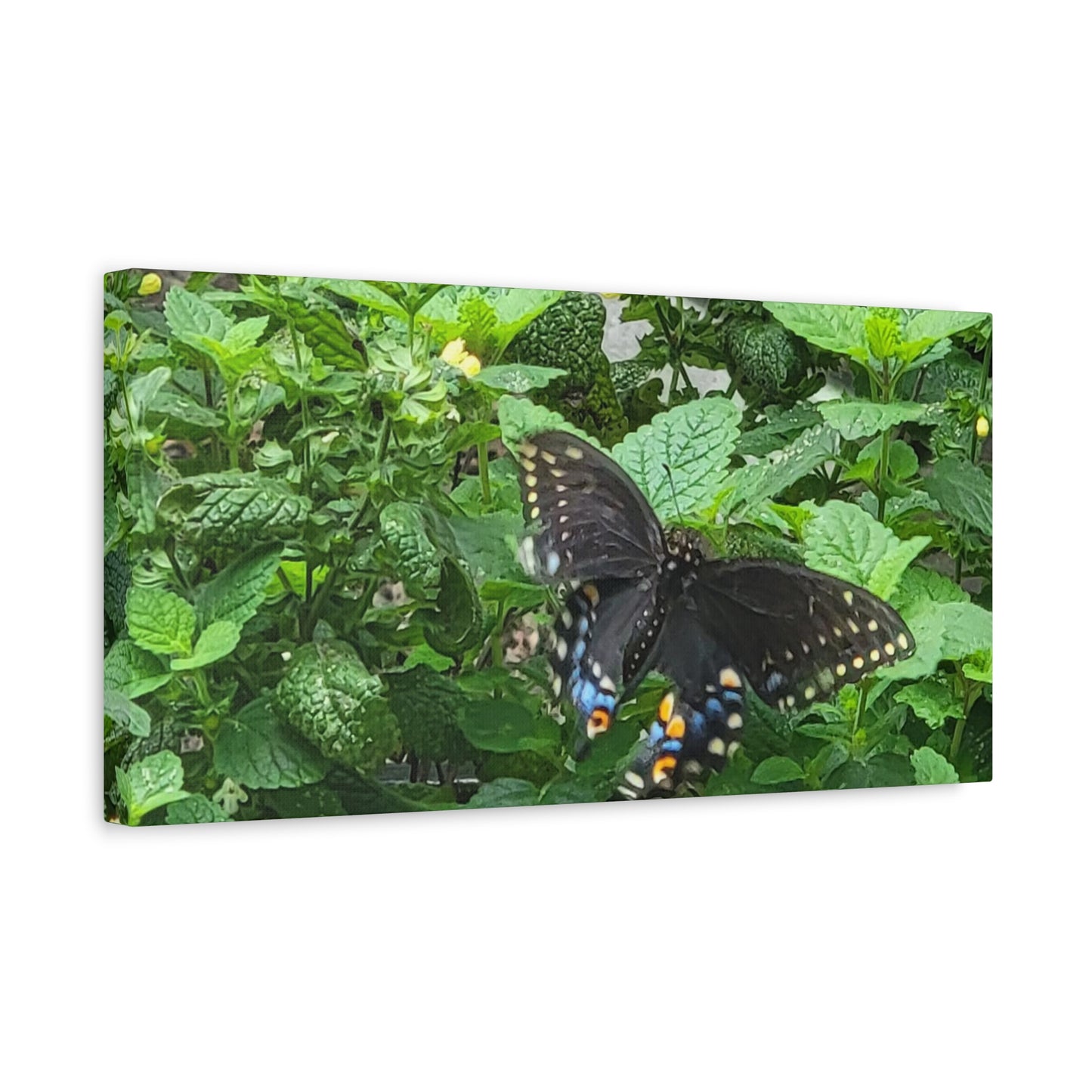 Twitterpated, Matte Canvas, Stretched, 1.25"
