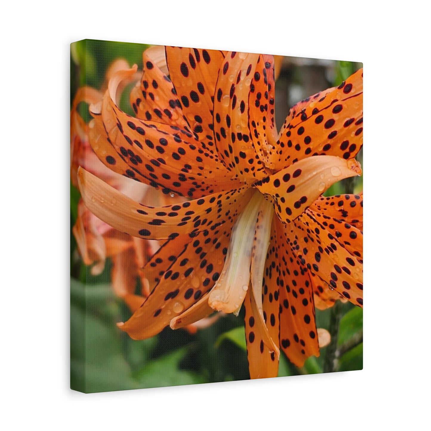 Tigerlily Thunderdome, Matte Canvas, Stretched, 1.25"