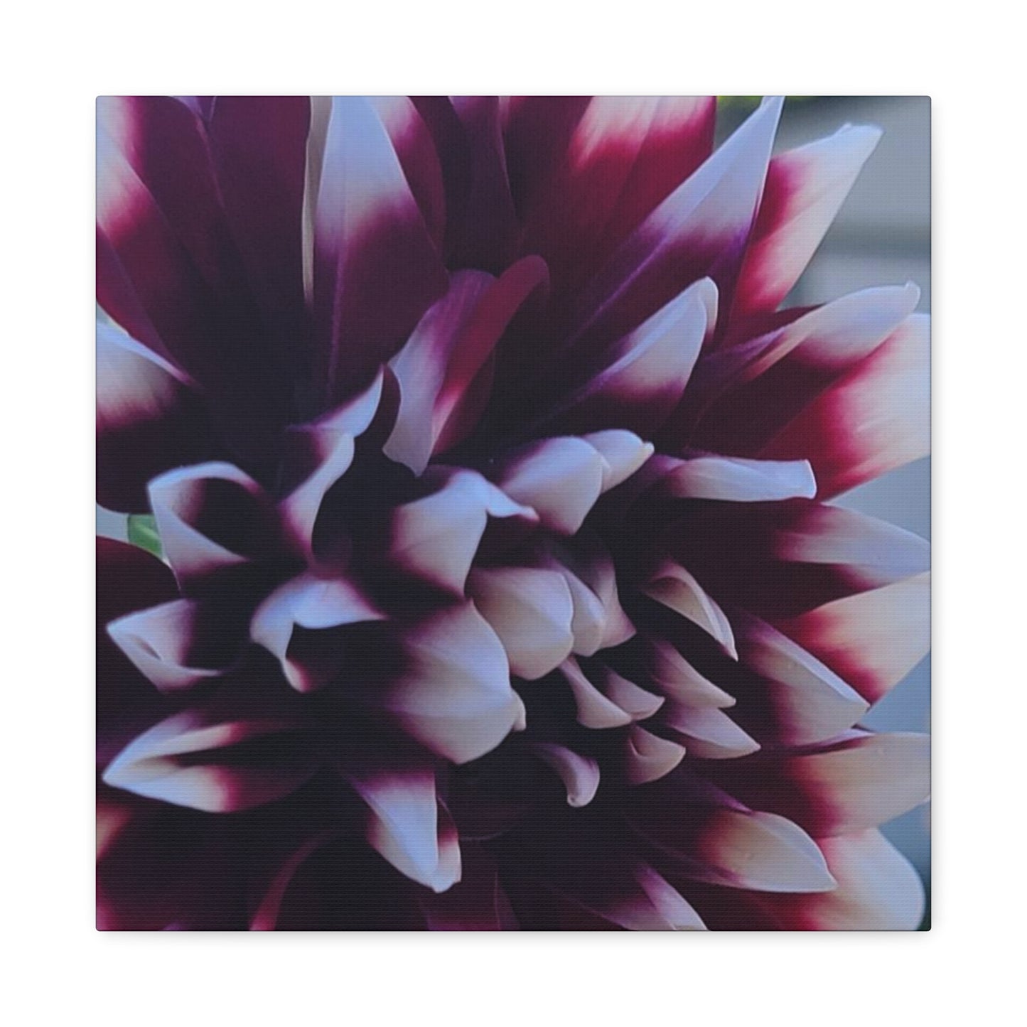 Hopelessly Devoted To Dahlias, Matte Canvas, Stretched, 1.25"