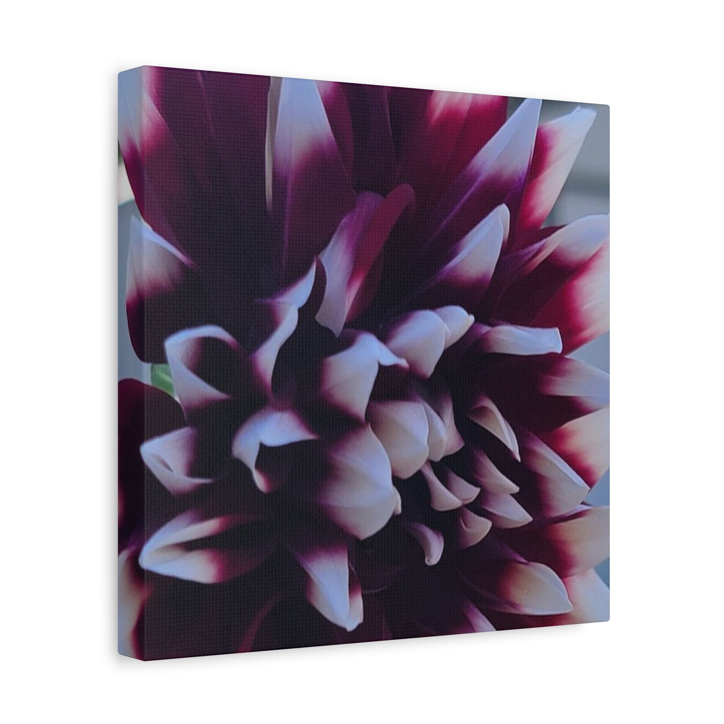 Hopelessly Devoted To Dahlias, Matte Canvas, Stretched, 1.25"