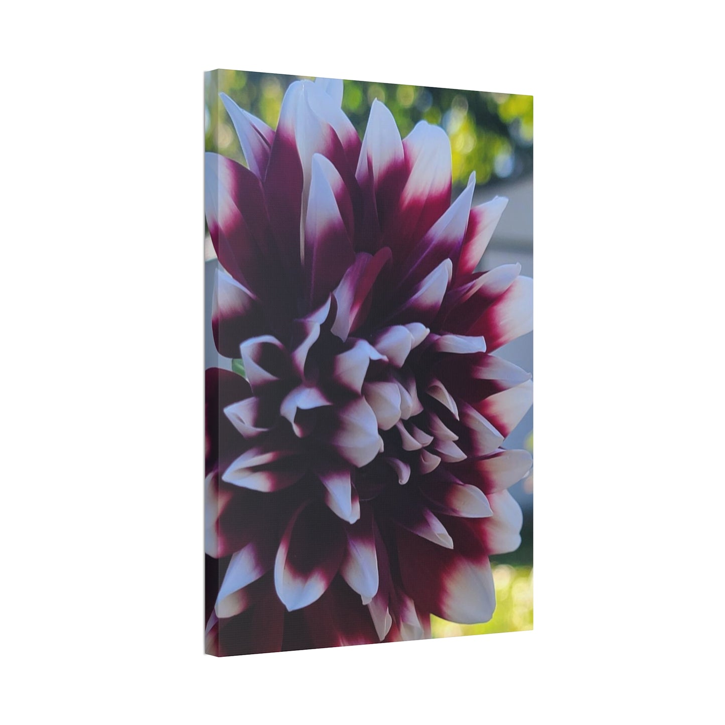 Hopelessly Devoted To Dahlias, Canvas Stretched, 1.5''