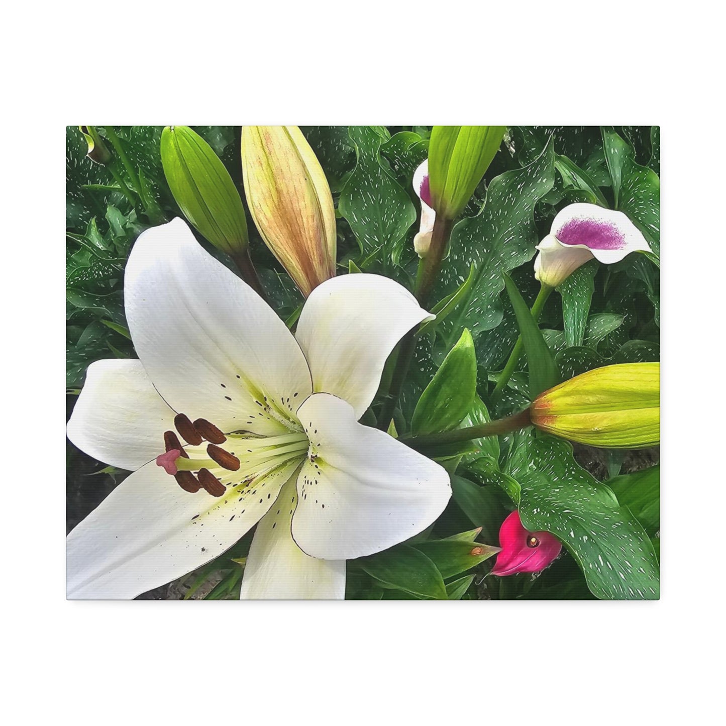 Lily Explosion, Canvas Stretched, 1.5''