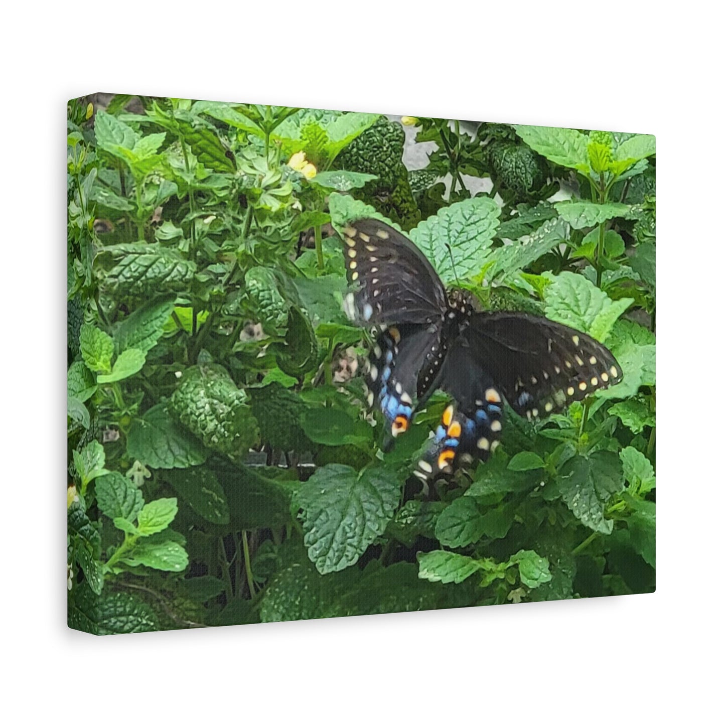 Twitterpated, Matte Canvas, Stretched, 1.25"