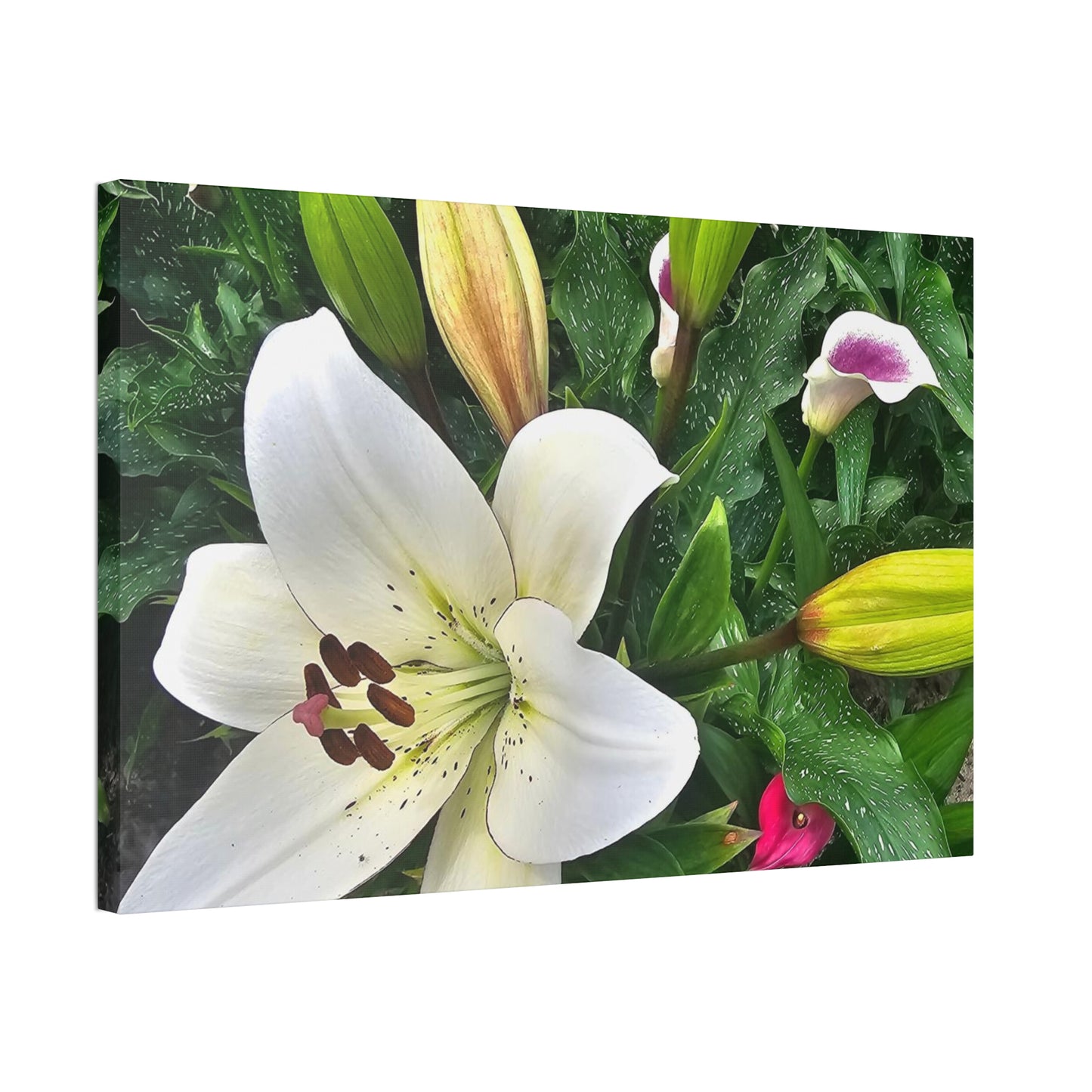 Lily Explosion, Canvas Stretched, 1.5''