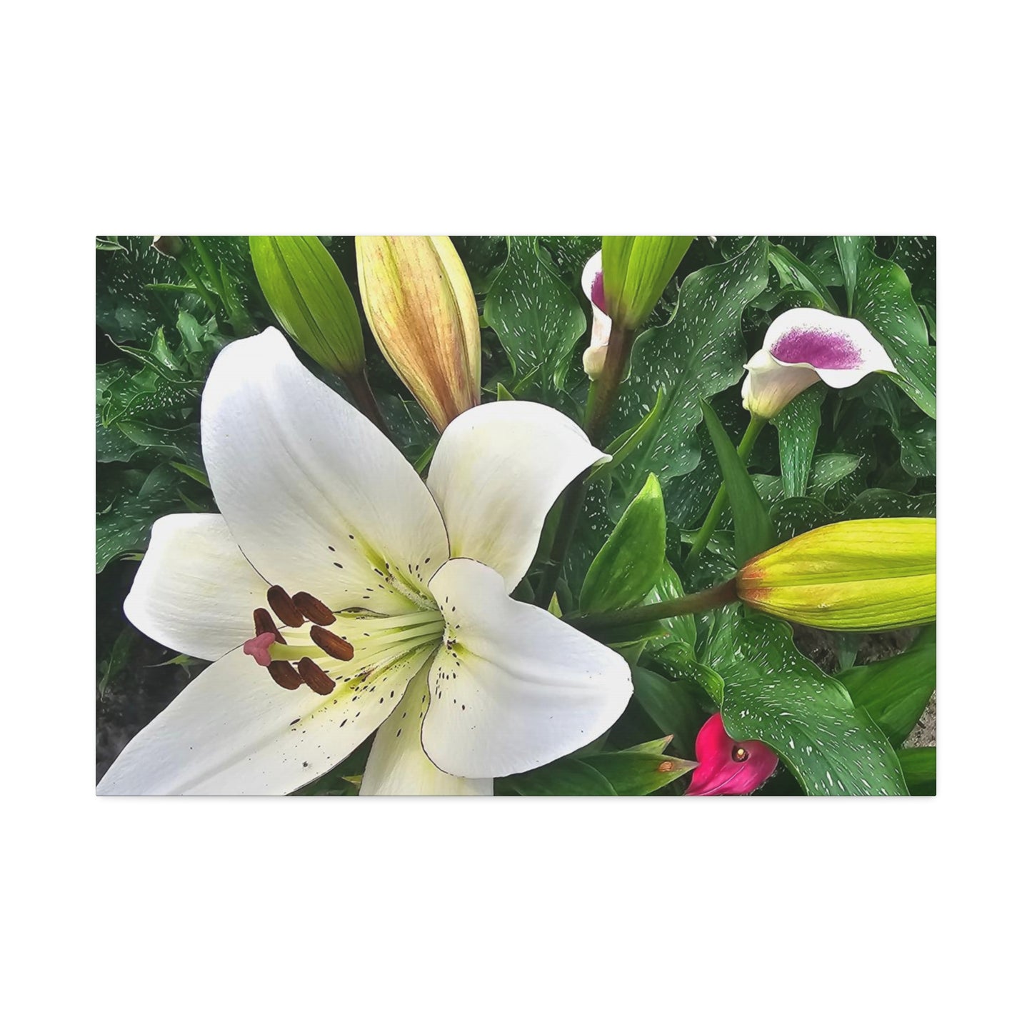 Lily Explosion, Canvas Stretched, 1.5''