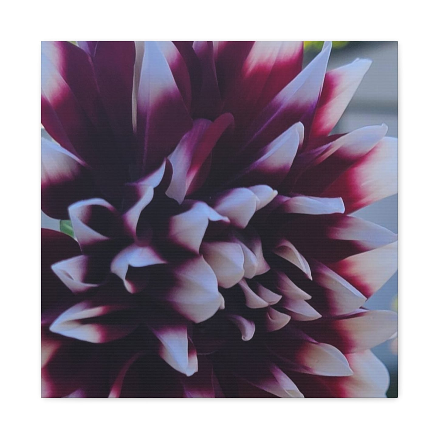Hopelessly Devoted To Dahlias, Matte Canvas, Stretched, 1.25"