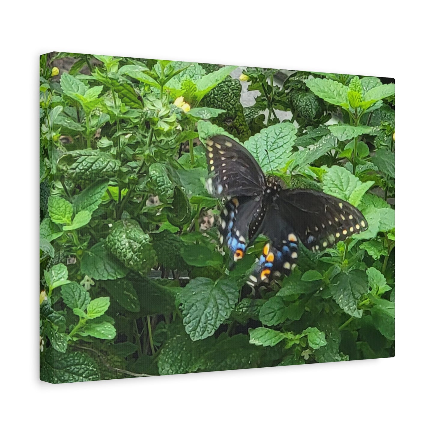 Twitterpated, Matte Canvas, Stretched, 1.25"