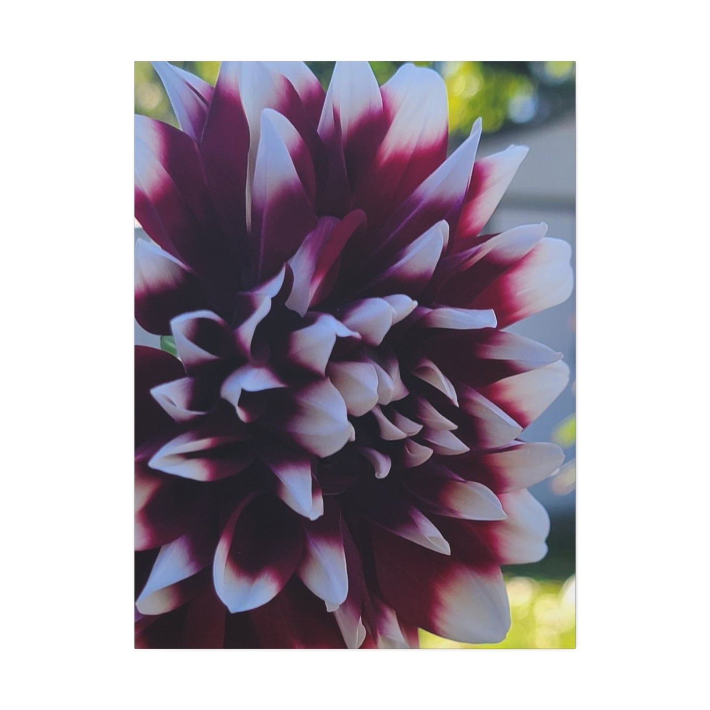 Hopelessly Devoted To Dahlias, Canvas Stretched, 1.5''