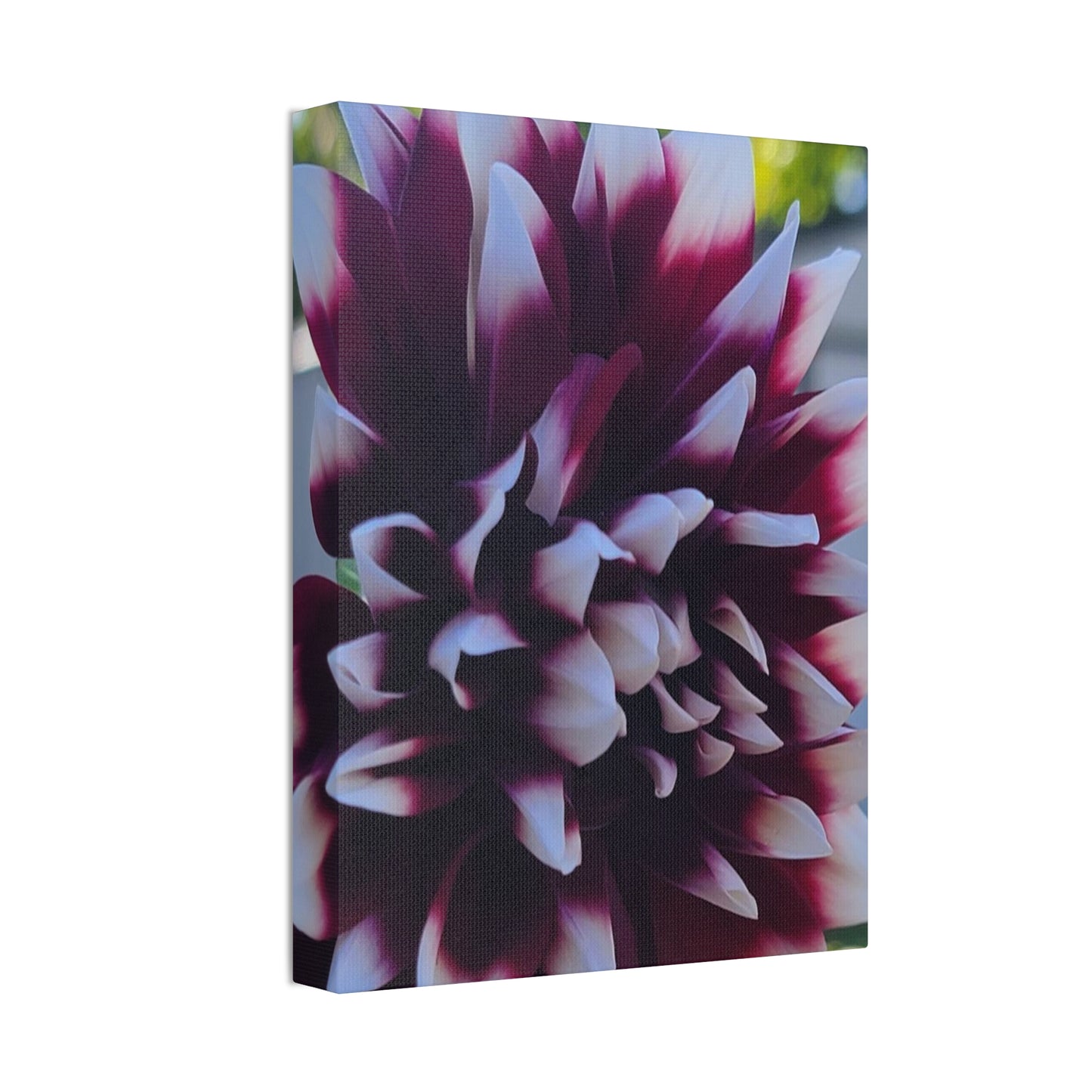 Hopelessly Devoted To Dahlias, Canvas Stretched, 1.5''