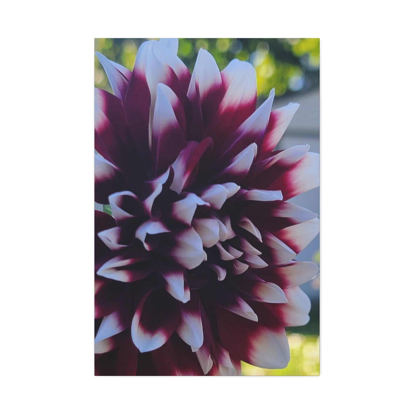 Hopelessly Devoted To Dahlias, Canvas Stretched, 1.5''