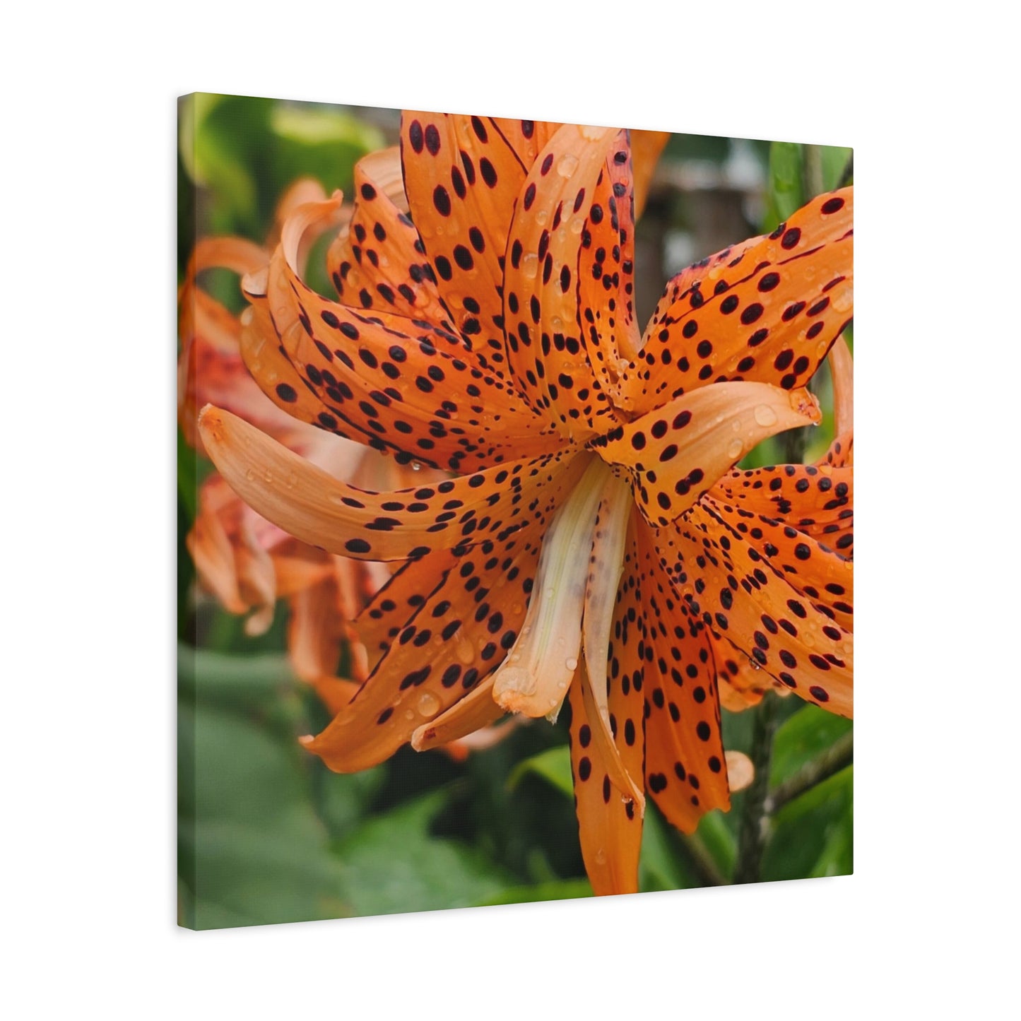 Tigerlily Thunderdome, Matte Canvas, Stretched, 1.25"
