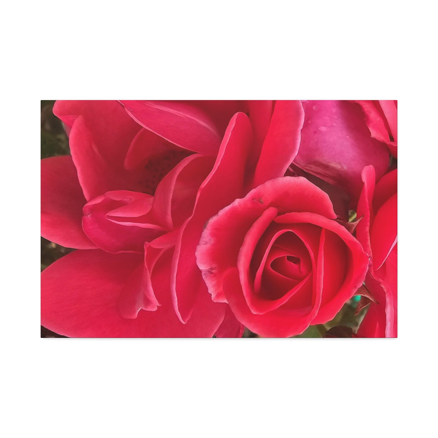 Painting The Roses Red, Canvas Stretched, 1.5''