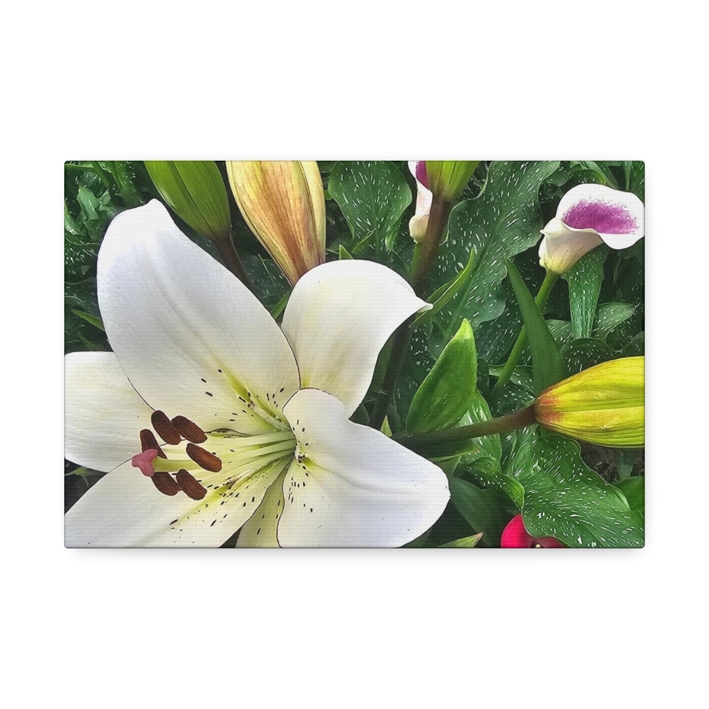 Lily Explosion, Canvas Stretched, 1.5''