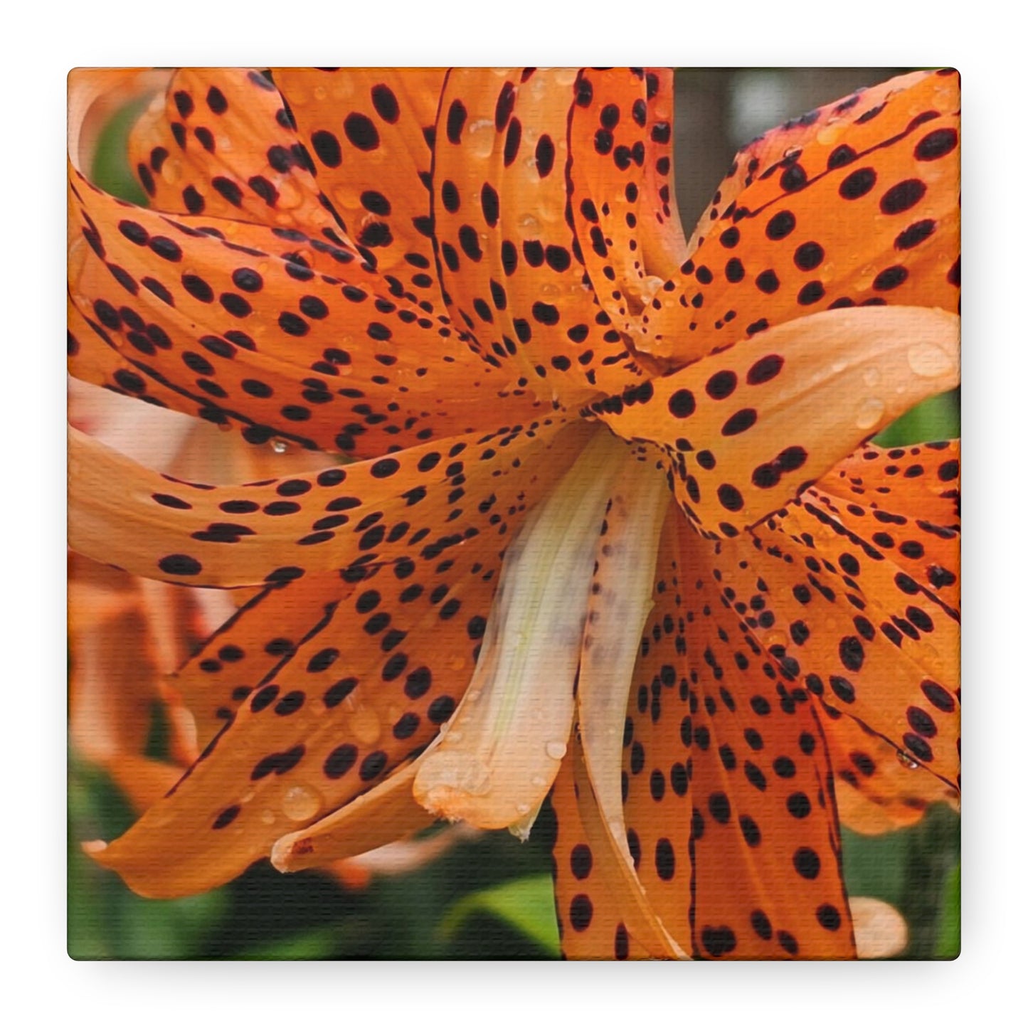 Tigerlily Thunderdome, Matte Canvas, Stretched, 1.25"