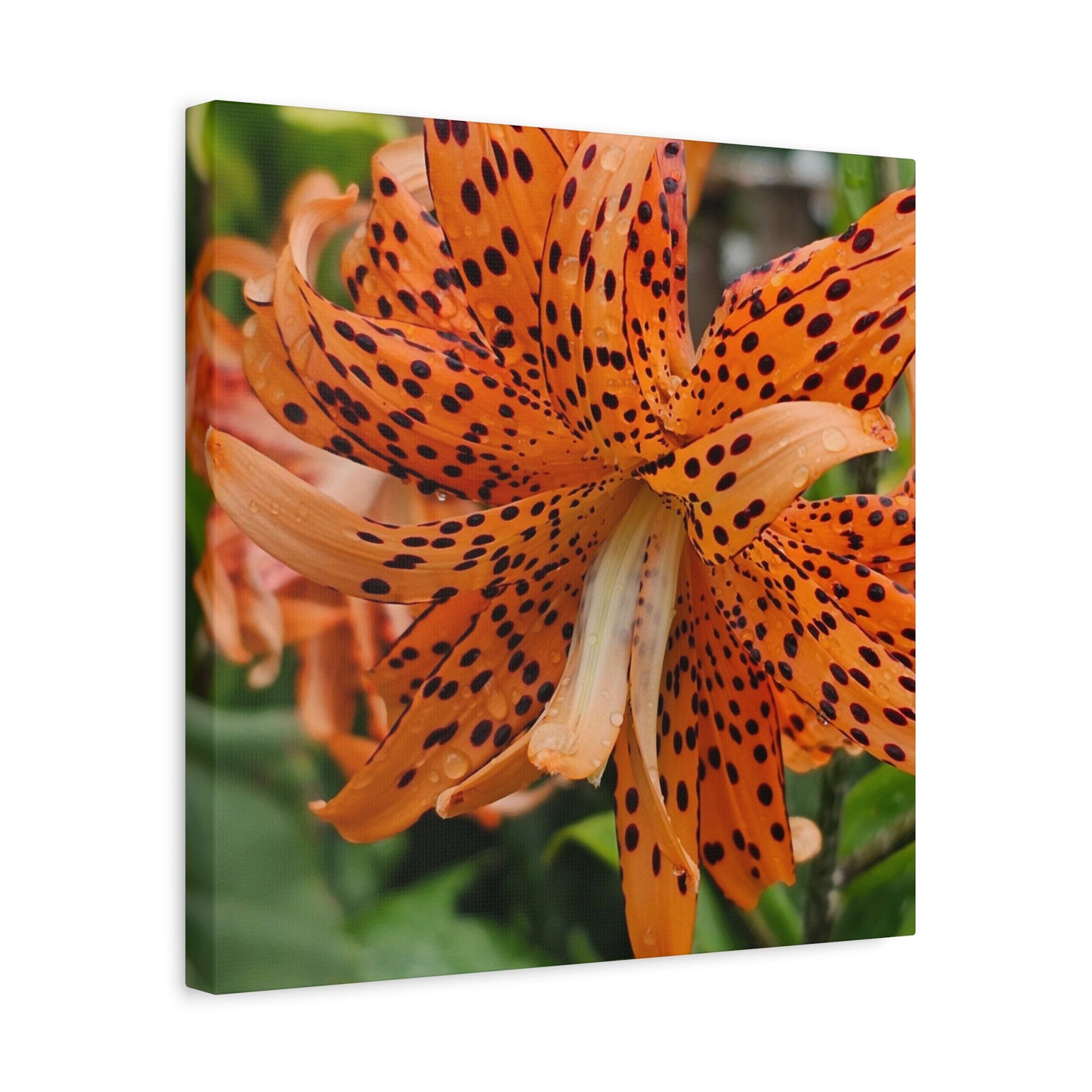 Tigerlily Thunderdome, Matte Canvas, Stretched, 1.25"