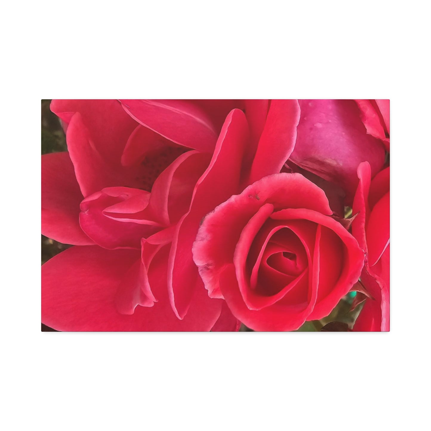 Painting The Roses Red, Canvas Stretched, 1.5''