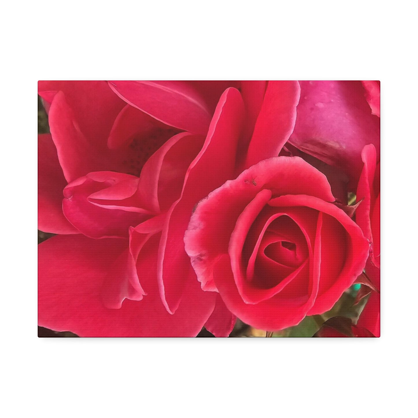 Painting The Roses Red, Canvas Stretched, 1.5''
