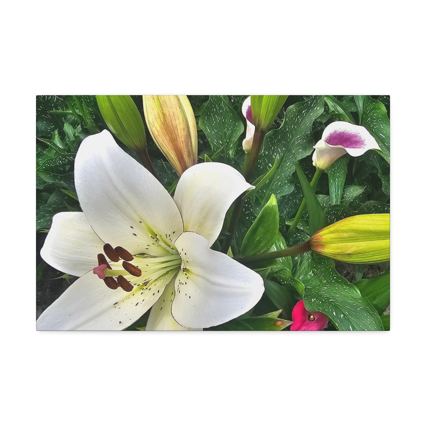 Lily Explosion, Canvas Stretched, 1.5''