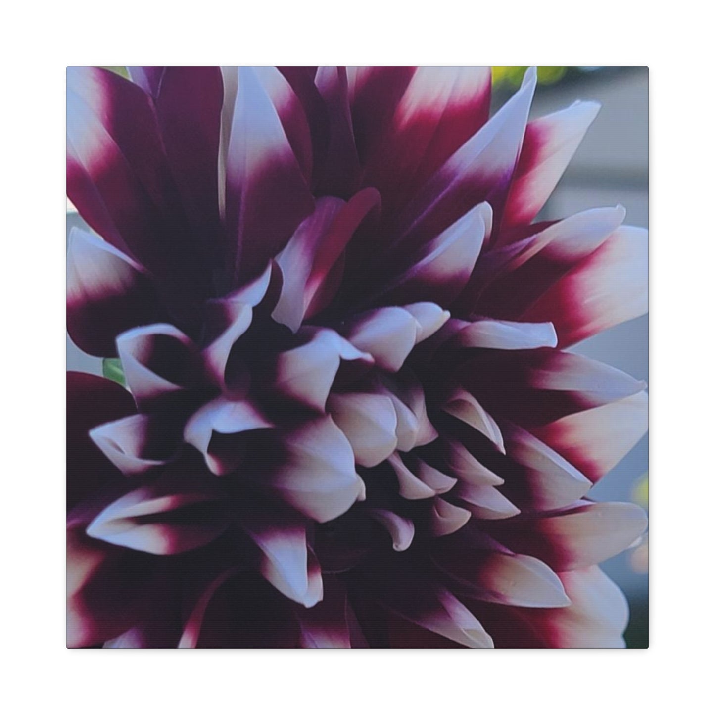 Hopelessly Devoted To Dahlias, Matte Canvas, Stretched, 1.25"