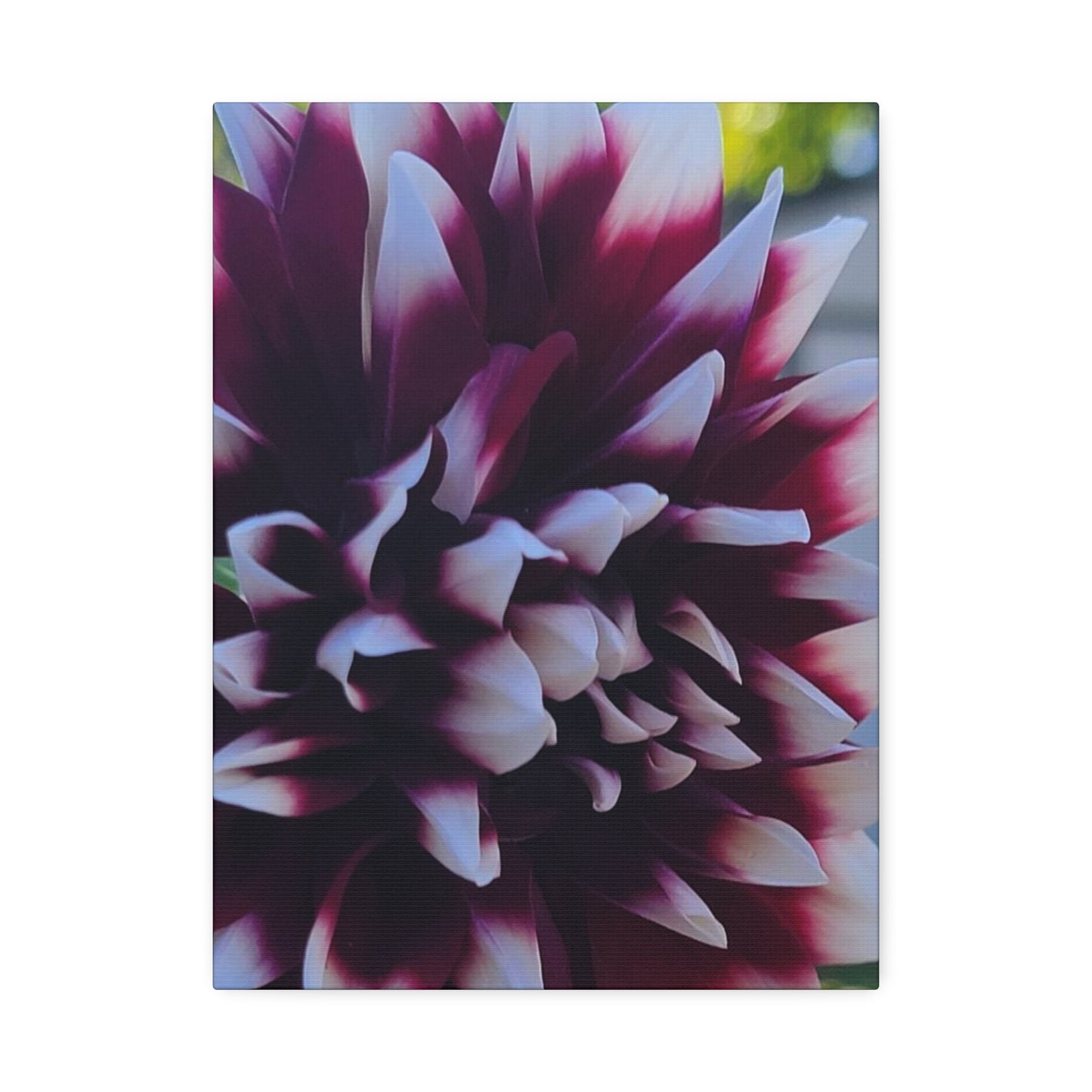 Hopelessly Devoted To Dahlias, Canvas Stretched, 1.5''