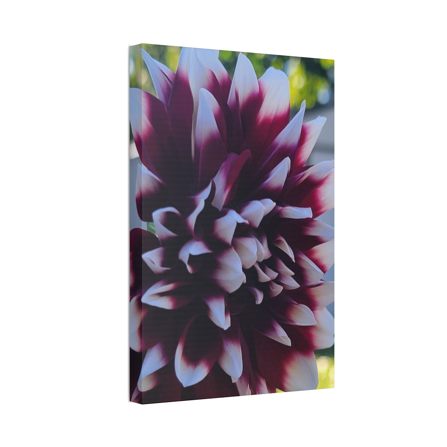 Hopelessly Devoted To Dahlias, Canvas Stretched, 1.5''