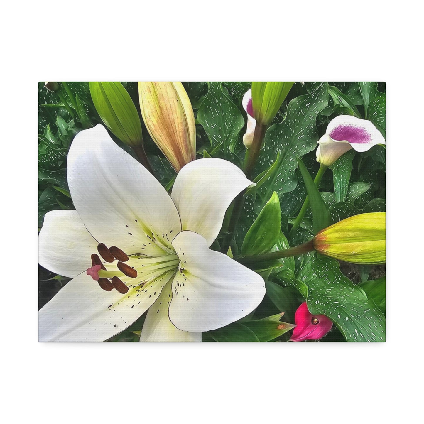 Lily Explosion, Canvas Stretched, 1.5''