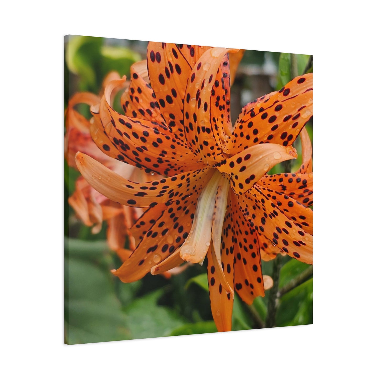 Tigerlily Thunderdome, Matte Canvas, Stretched, 1.25"