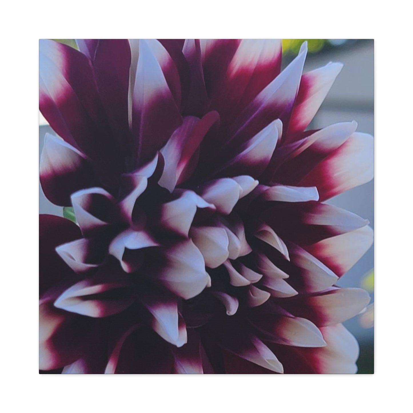 Hopelessly Devoted To Dahlias, Matte Canvas, Stretched, 1.25"