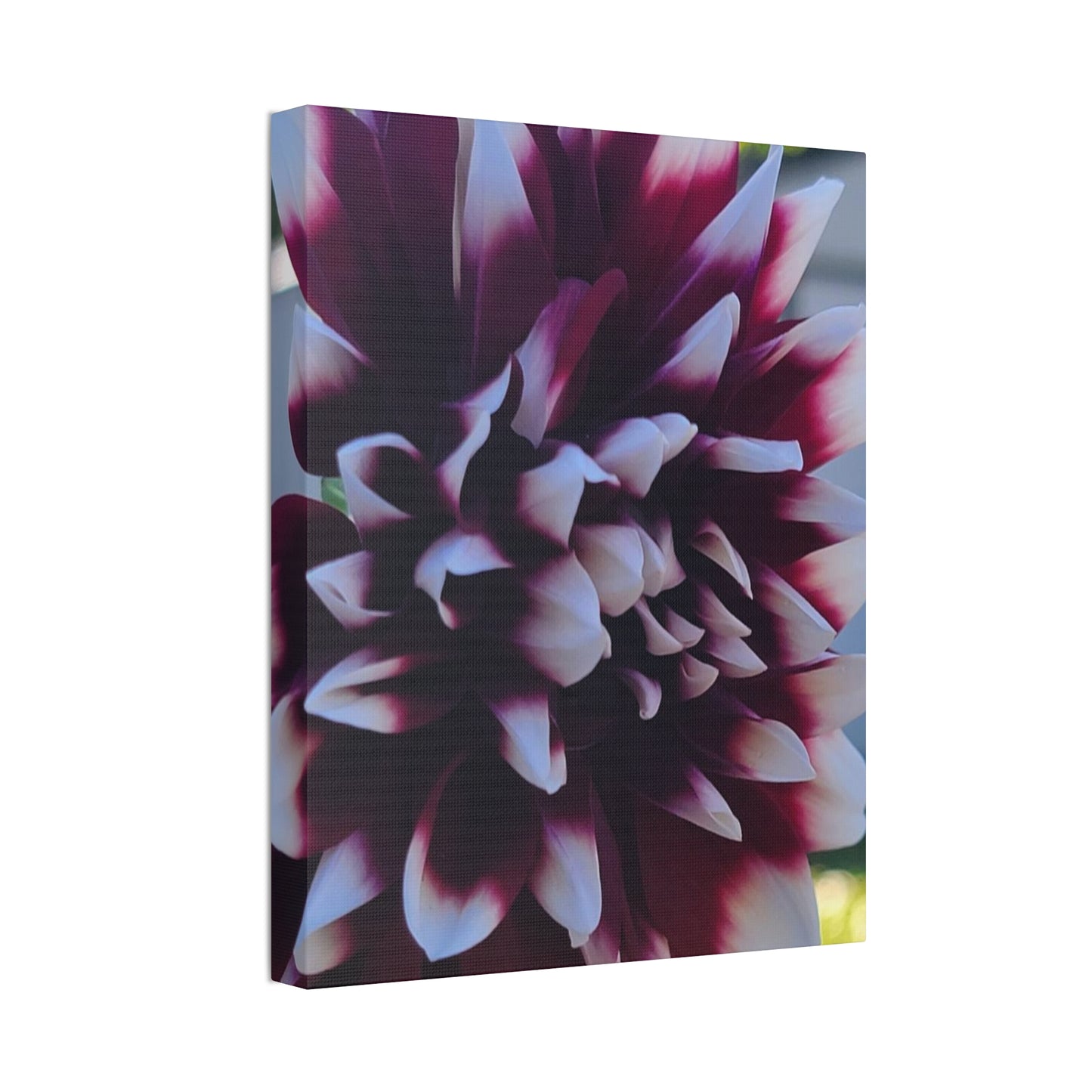 Hopelessly Devoted To Dahlias, Canvas Stretched, 1.5''