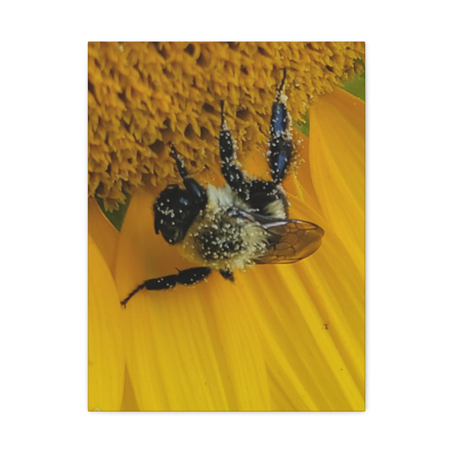 Happy Little Bee, Matte Canvas, Stretched, 1.25"