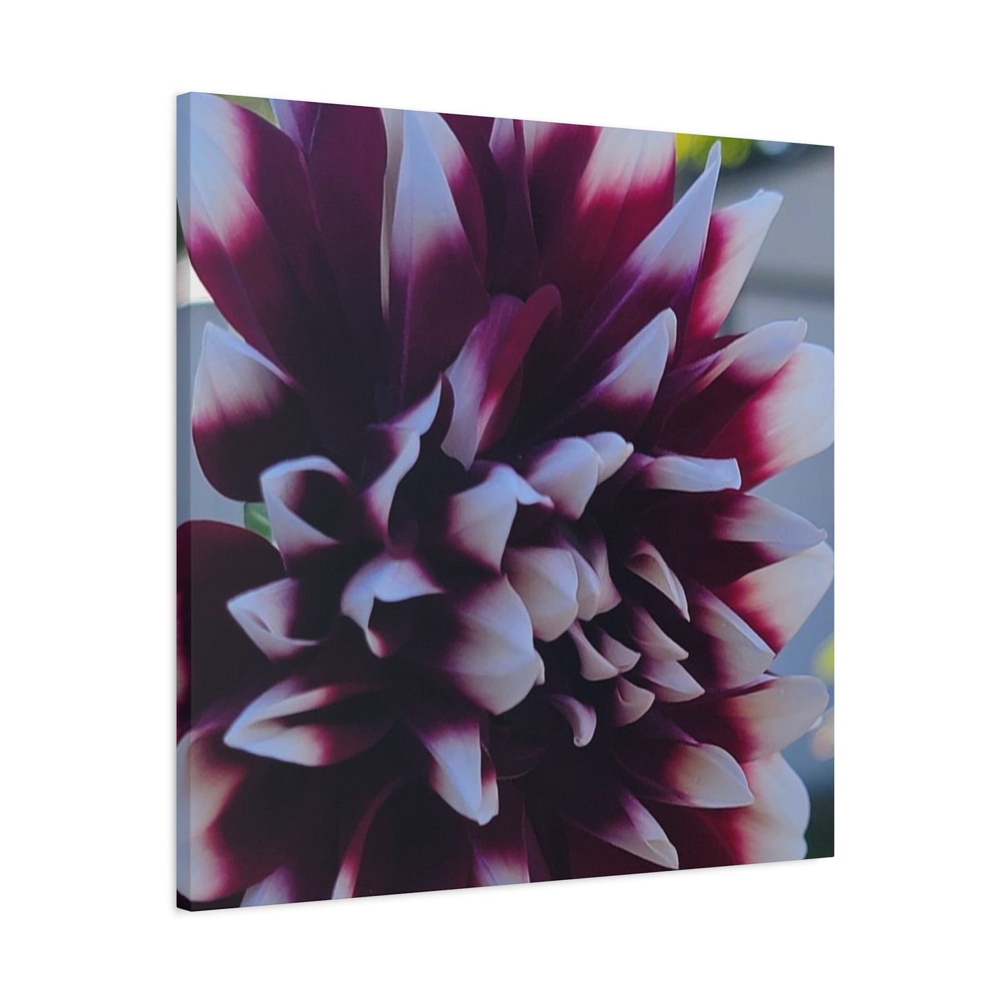 Hopelessly Devoted To Dahlias, Matte Canvas, Stretched, 1.25"