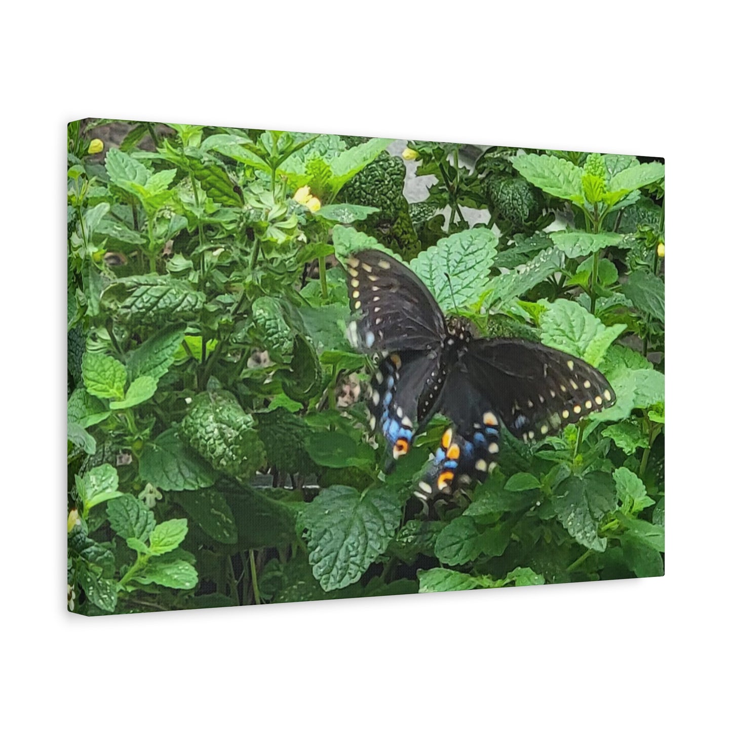Twitterpated, Matte Canvas, Stretched, 1.25"
