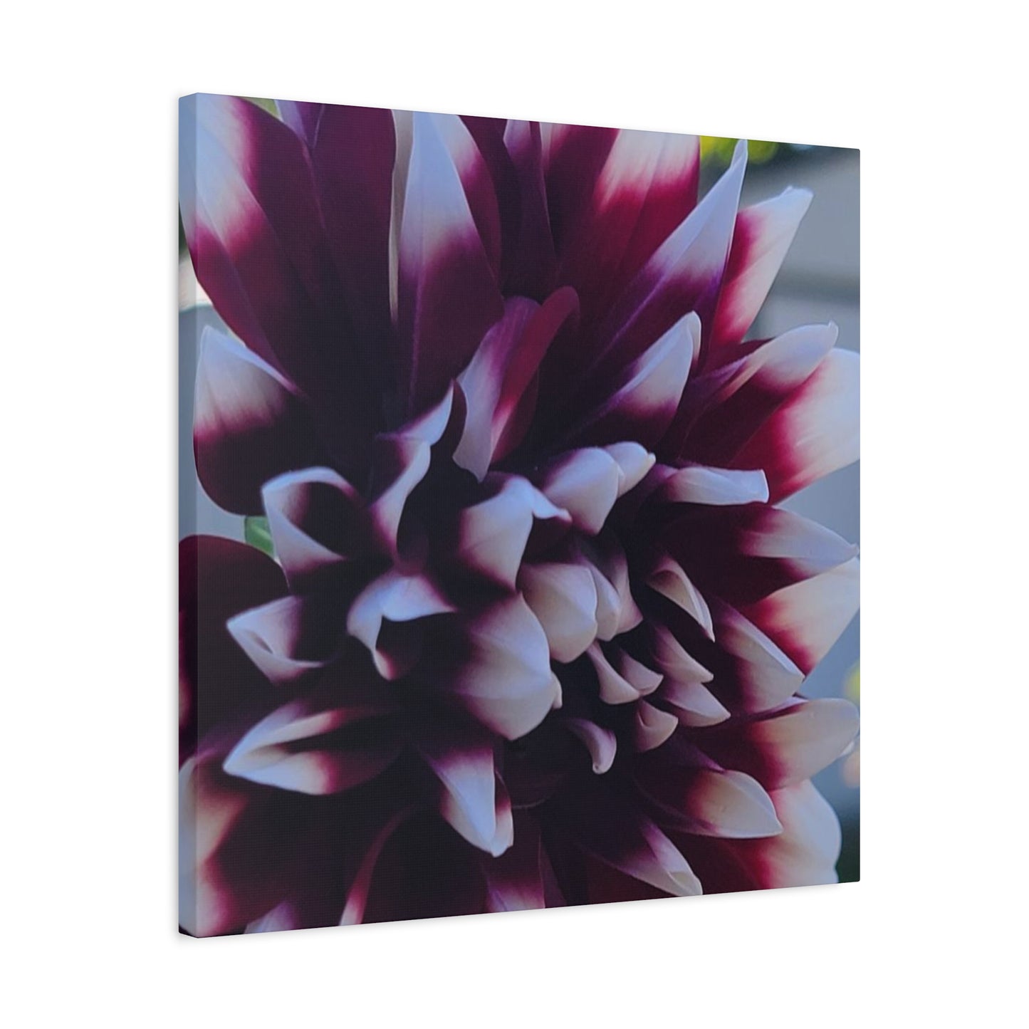 Hopelessly Devoted To Dahlias, Matte Canvas, Stretched, 1.25"