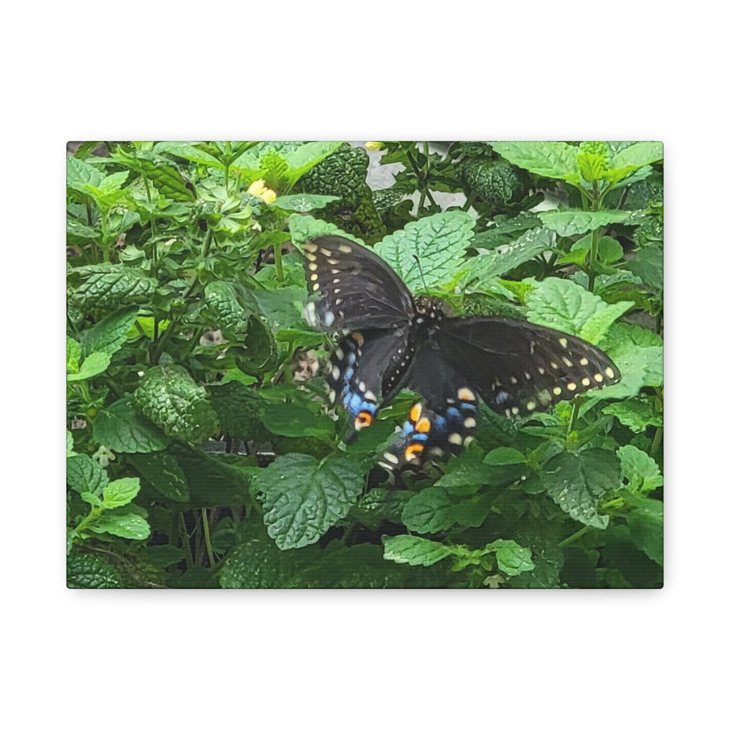 Twitterpated, Matte Canvas, Stretched, 1.25"