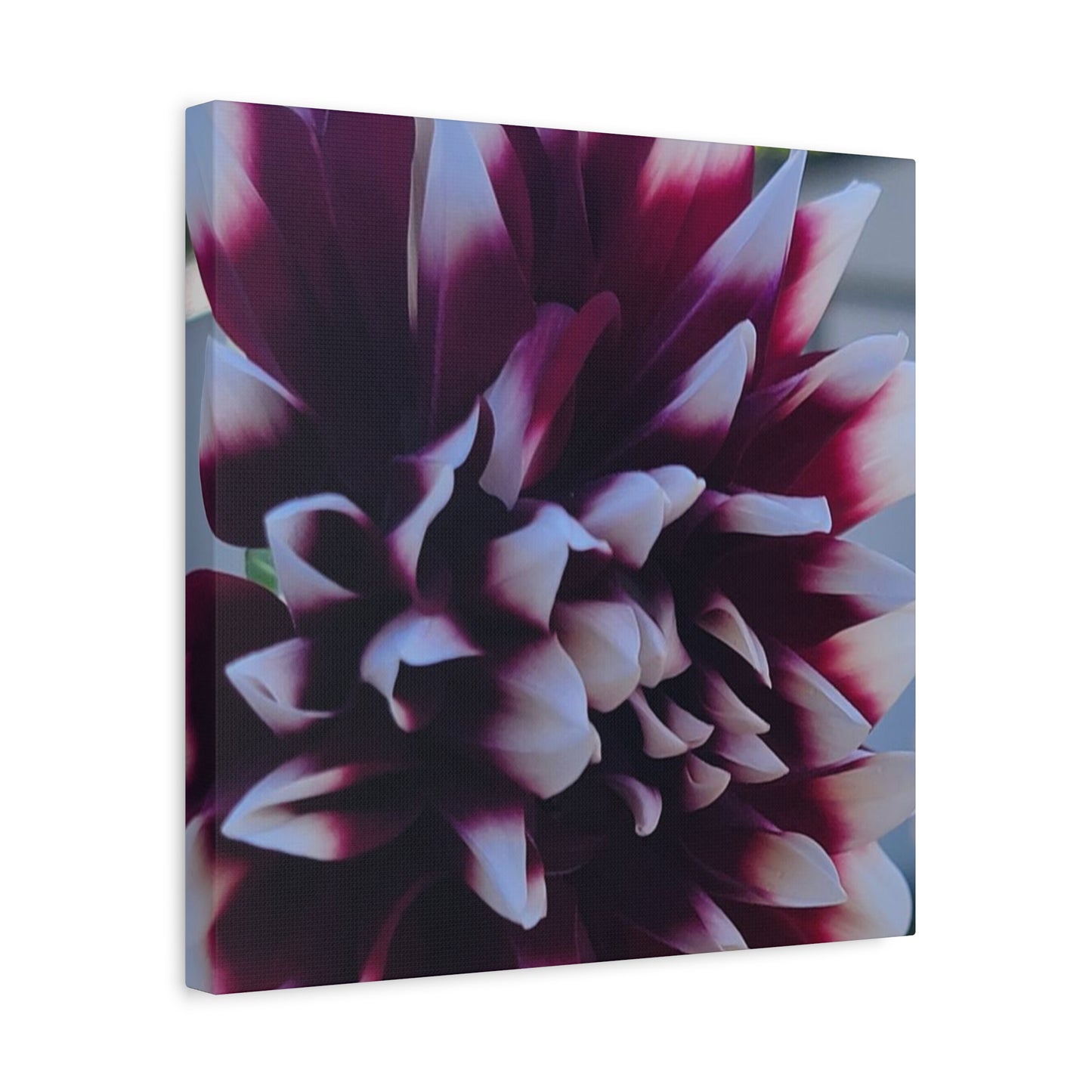 Hopelessly Devoted To Dahlias, Matte Canvas, Stretched, 1.25"