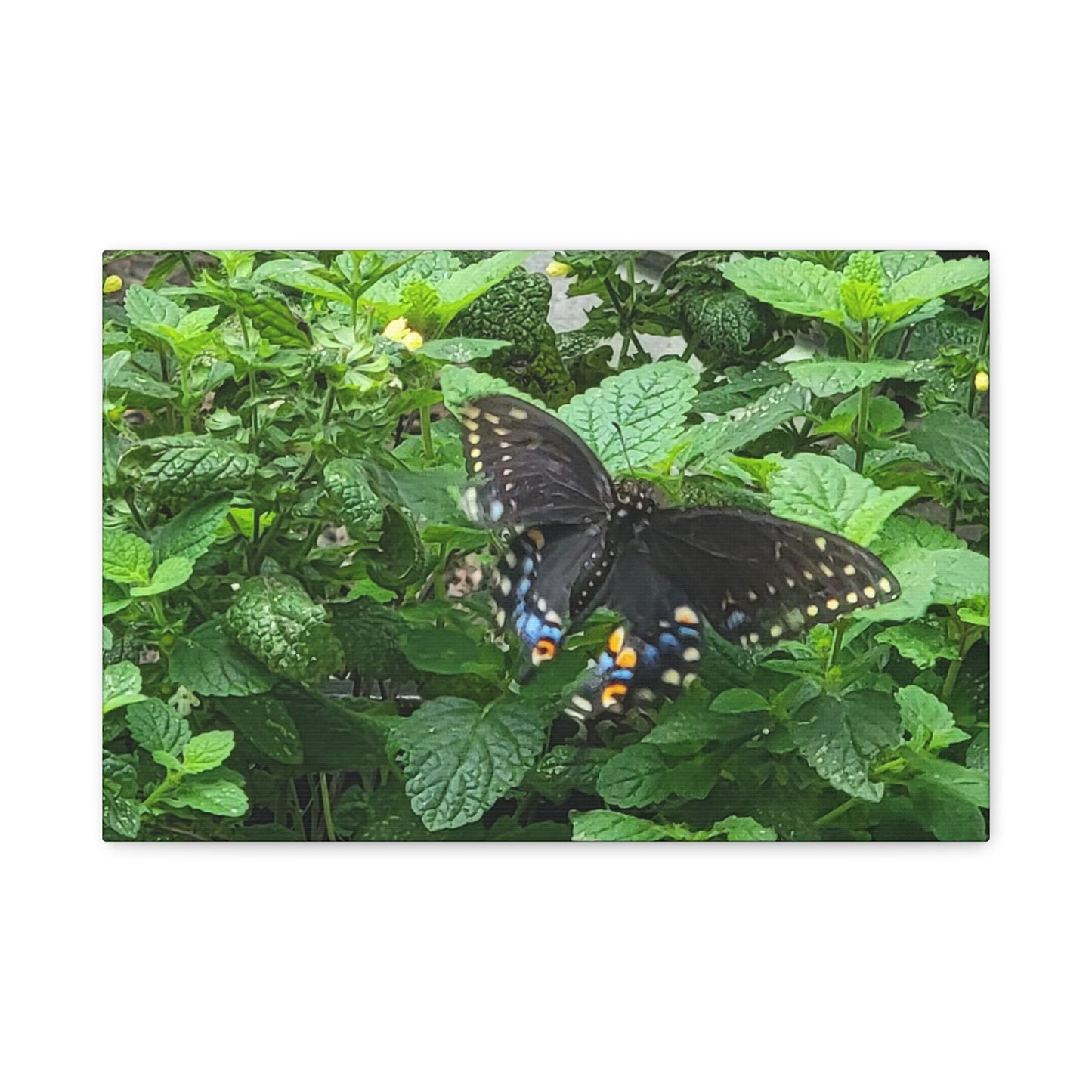 Twitterpated, Matte Canvas, Stretched, 1.25"