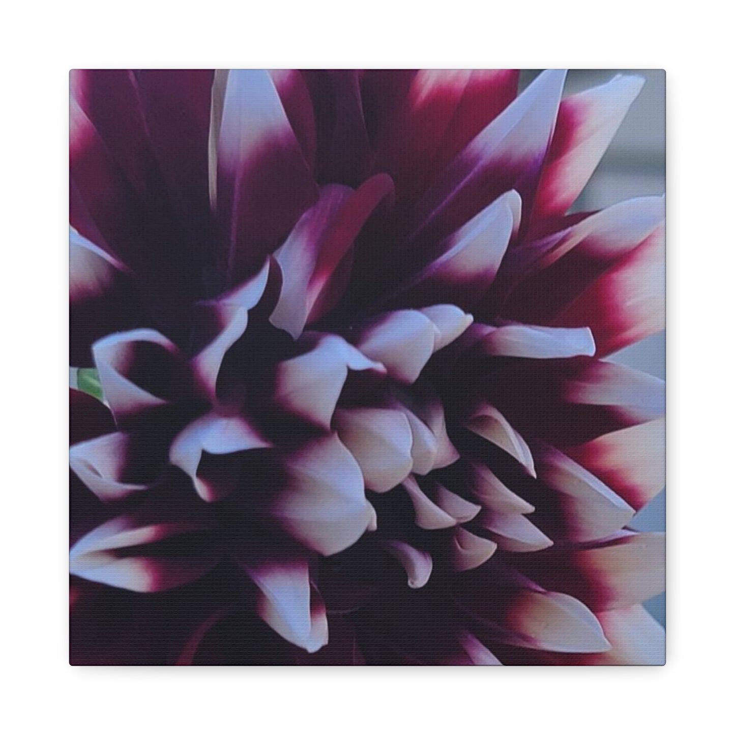 Hopelessly Devoted To Dahlias, Matte Canvas, Stretched, 1.25"