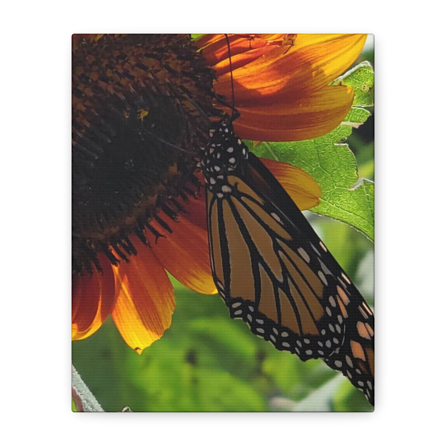Sunshine Daydream, Matte Canvas, Stretched, 1.25"