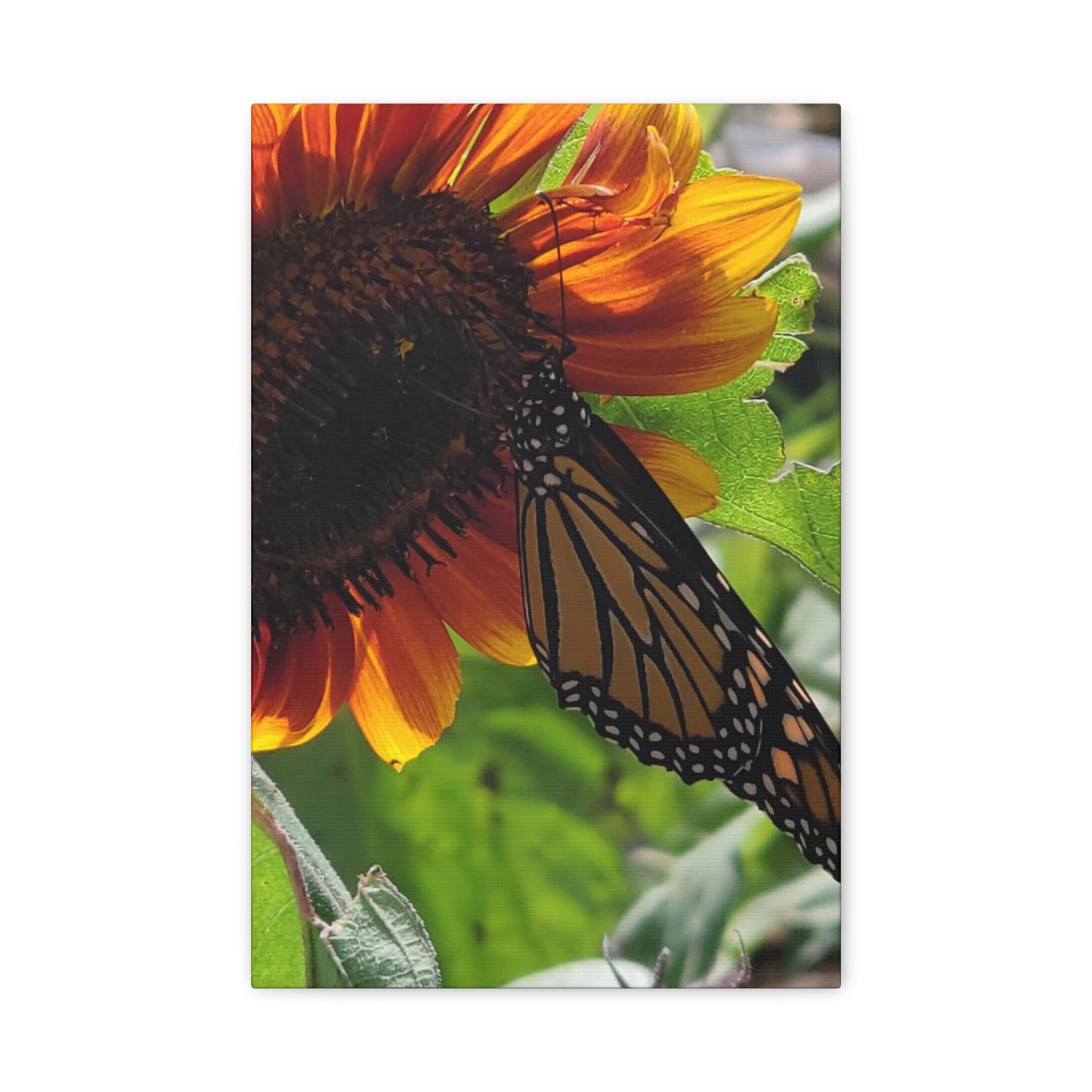 Sunshine Daydream, Matte Canvas, Stretched, 1.25"