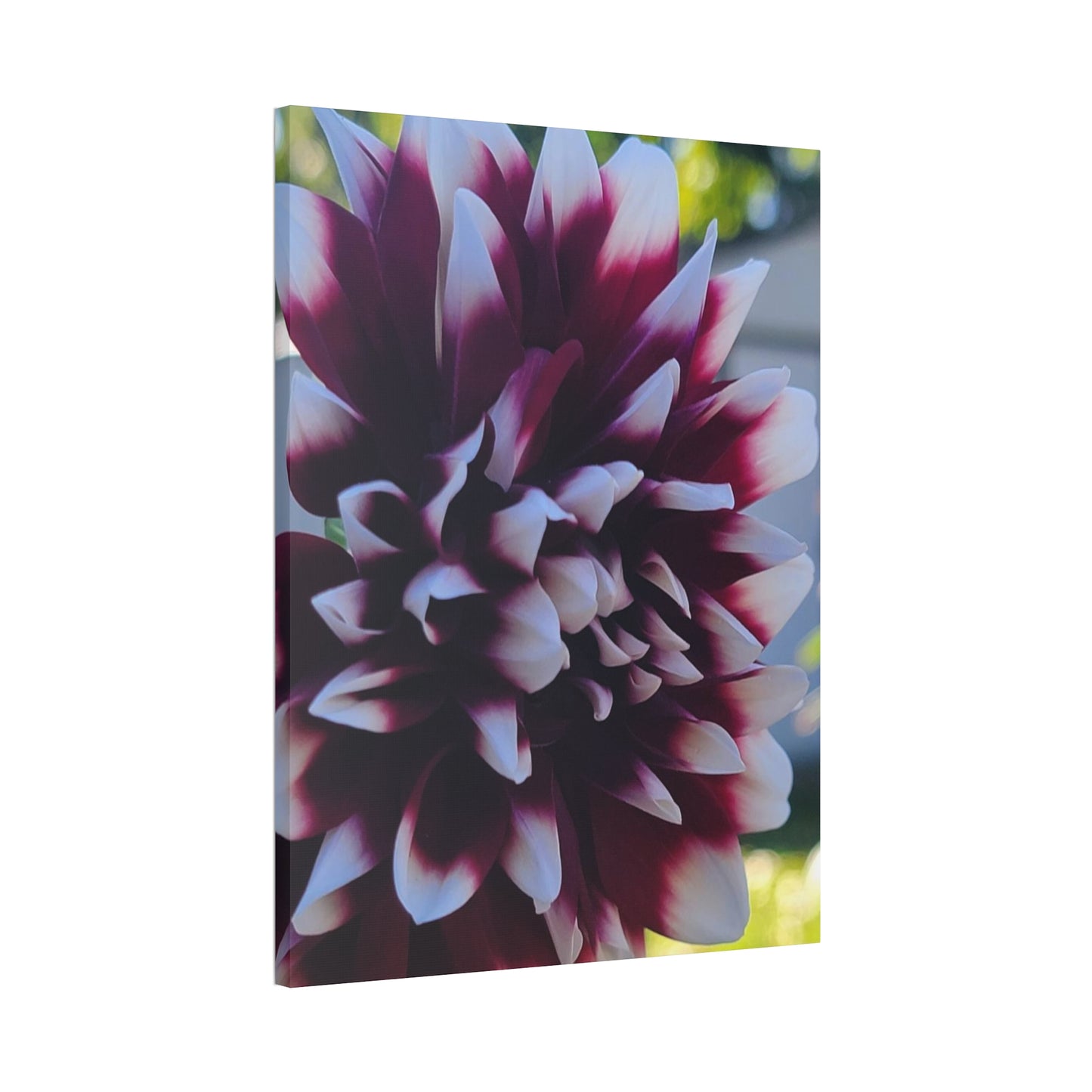 Hopelessly Devoted To Dahlias, Canvas Stretched, 1.5''