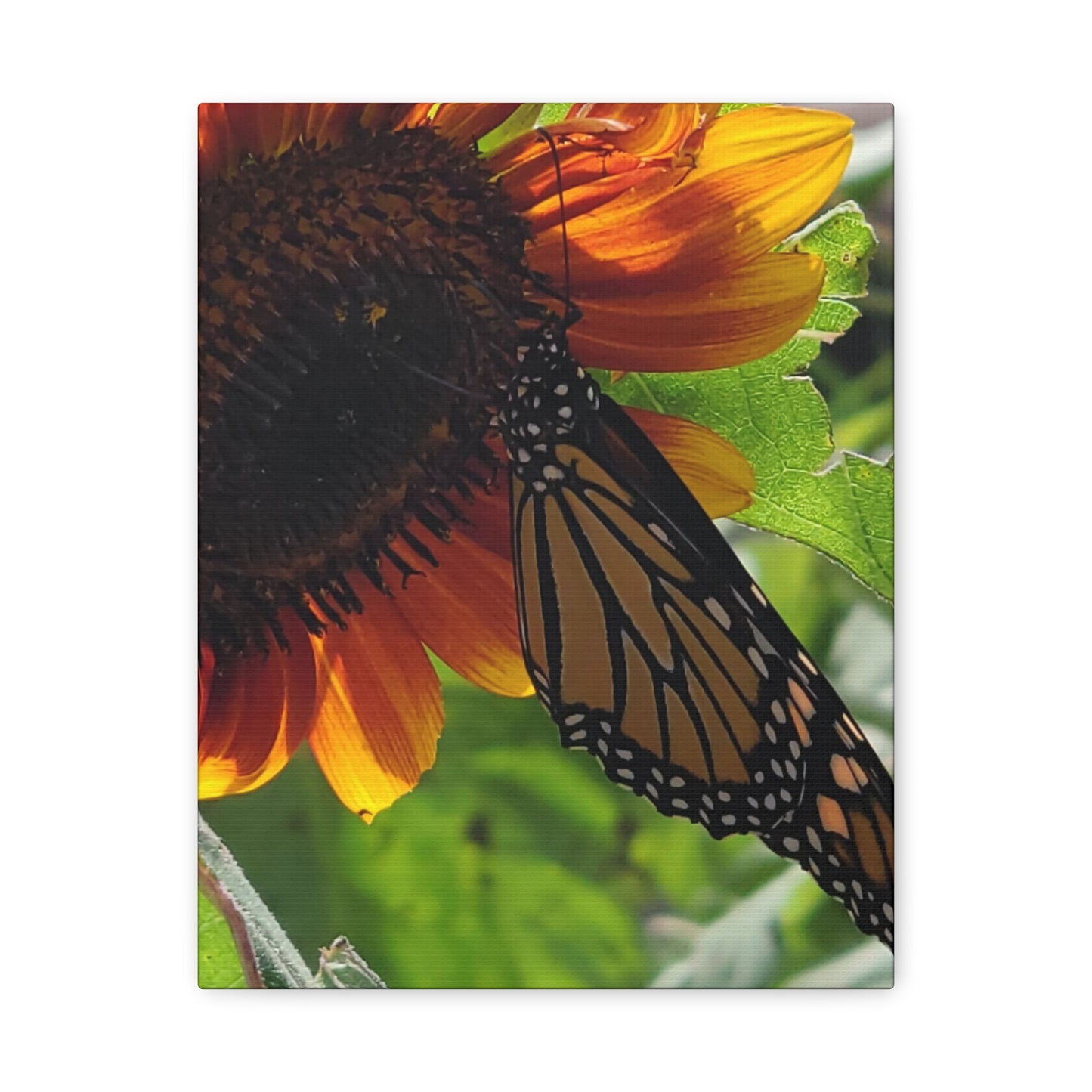 Sunshine Daydream, Matte Canvas, Stretched, 1.25"