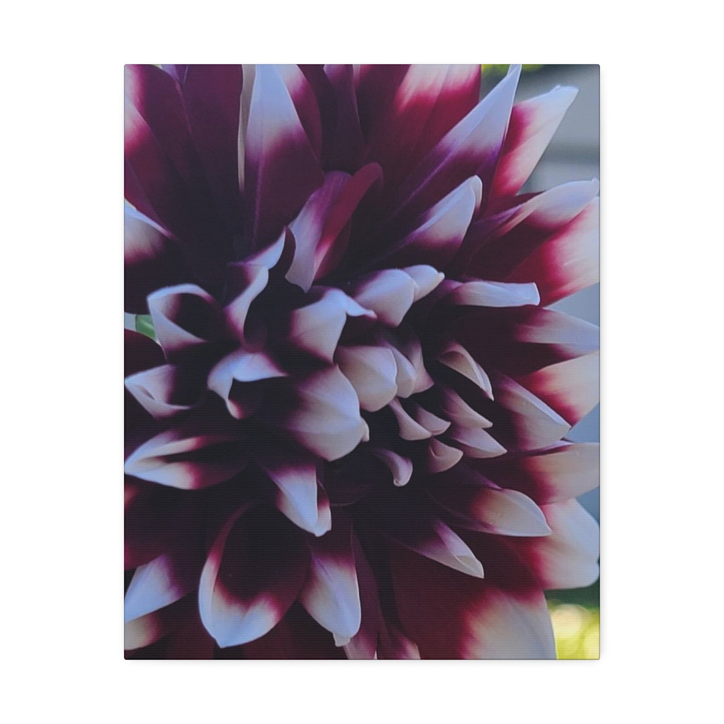 Hopelessly Devoted To Dahlias, Canvas Stretched, 1.5''