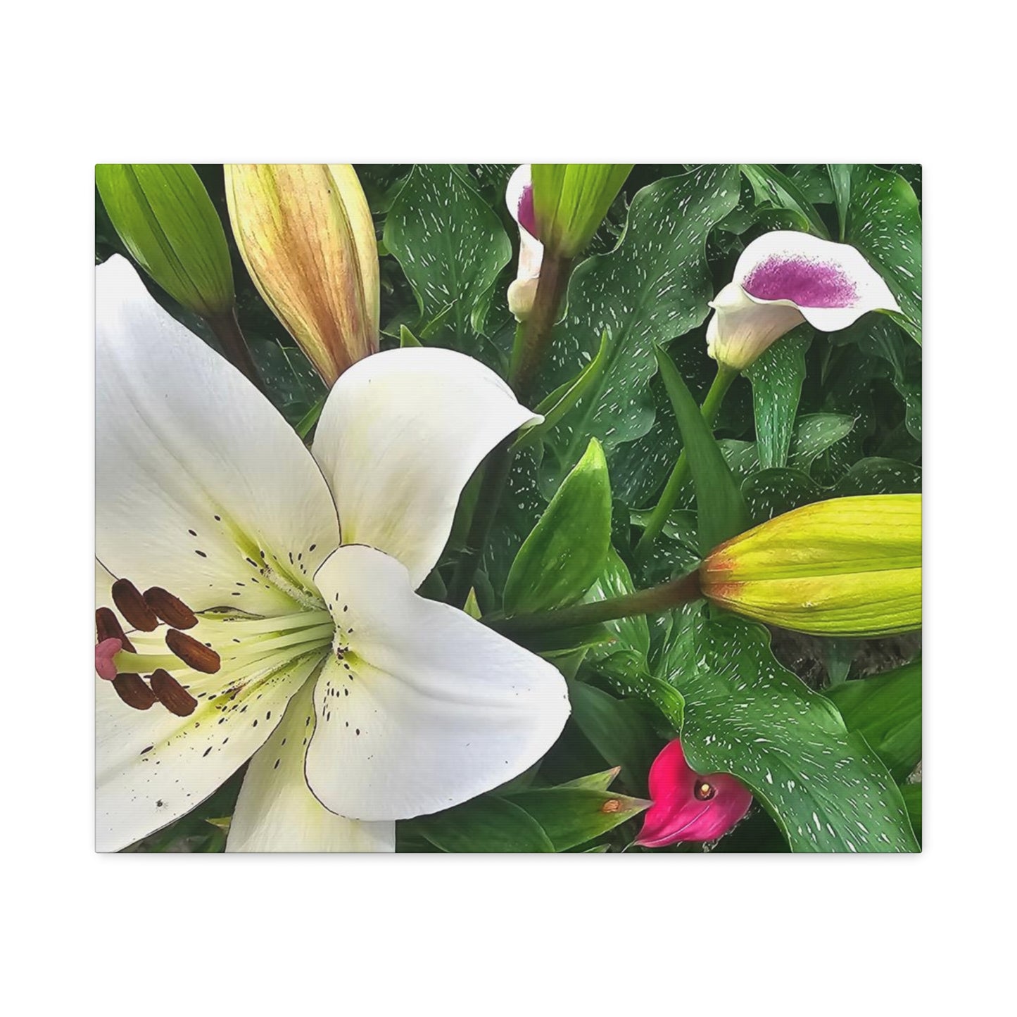 Lily Explosion, Matte Canvas, Stretched, 1.25"