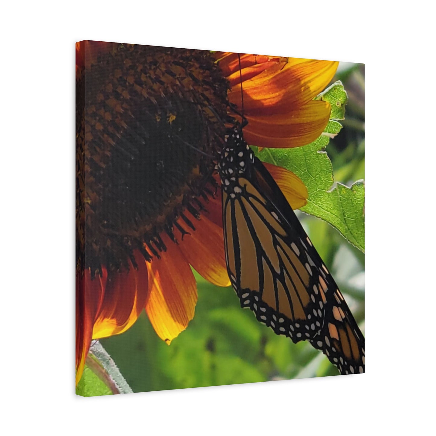 Sunshine Daydream, Matte Canvas, Stretched, 1.25"