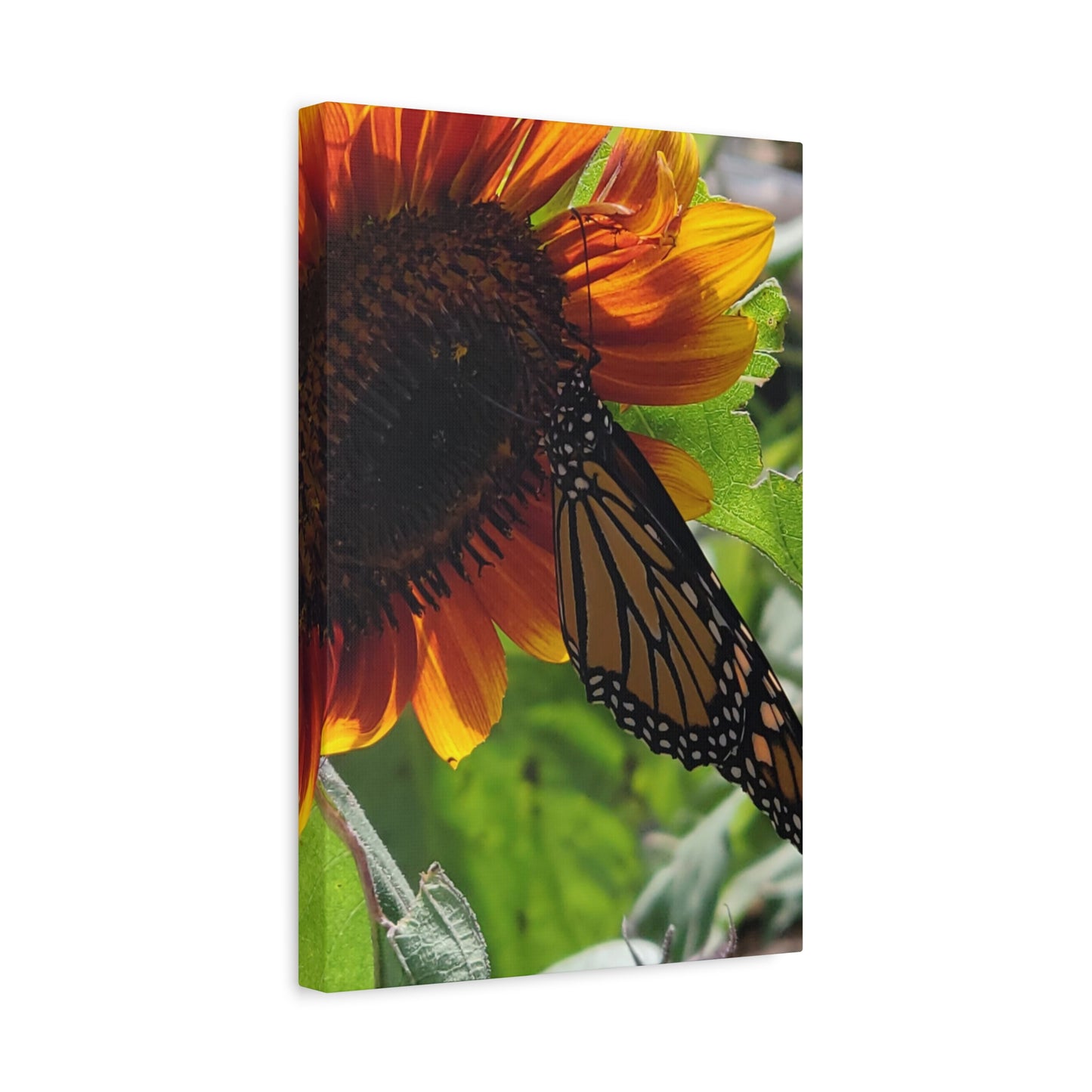 Sunshine Daydream, Matte Canvas, Stretched, 1.25"