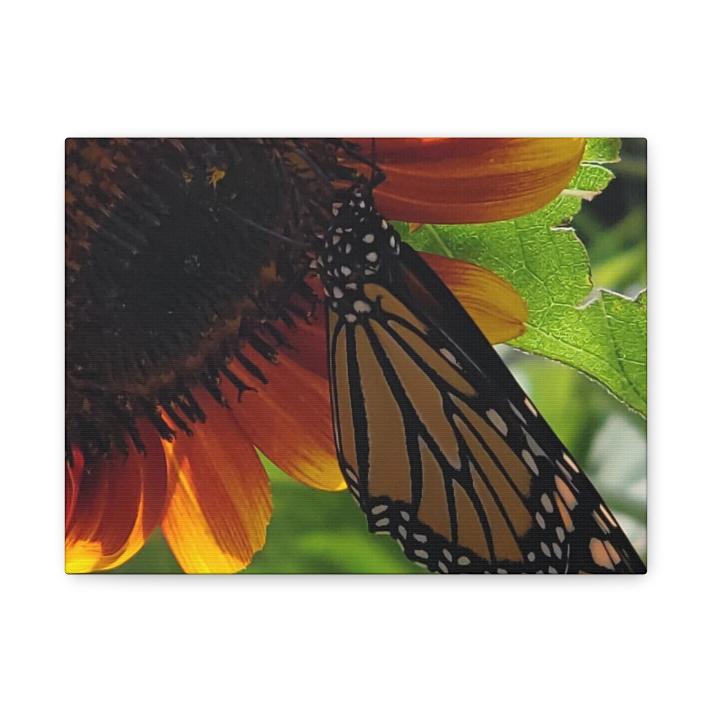 Sunshine Daydream, Matte Canvas, Stretched, 1.25"