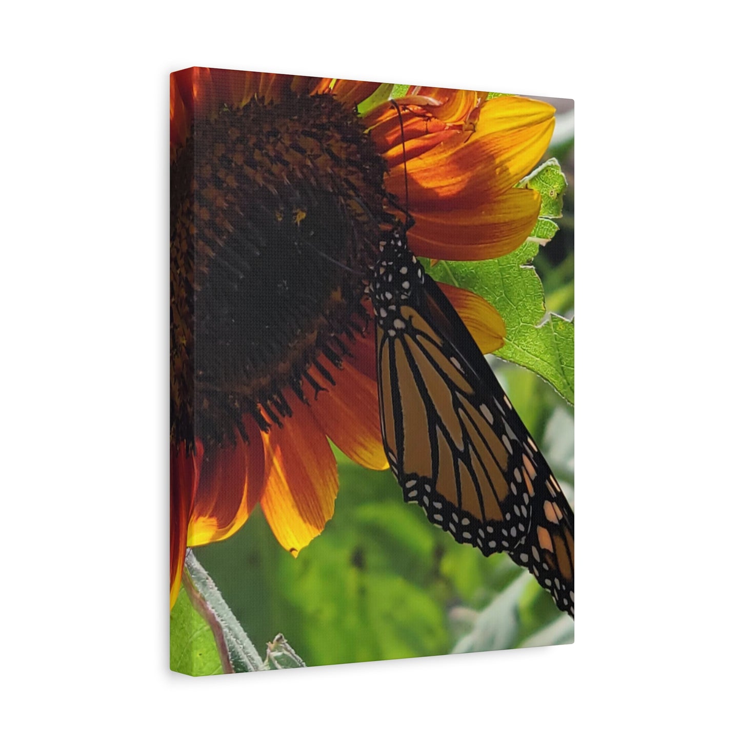 Sunshine Daydream, Matte Canvas, Stretched, 1.25"