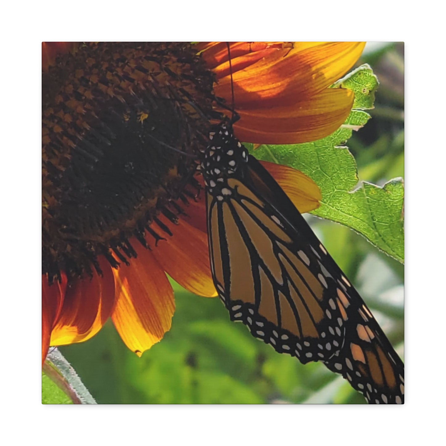 Sunshine Daydream, Matte Canvas, Stretched, 1.25"