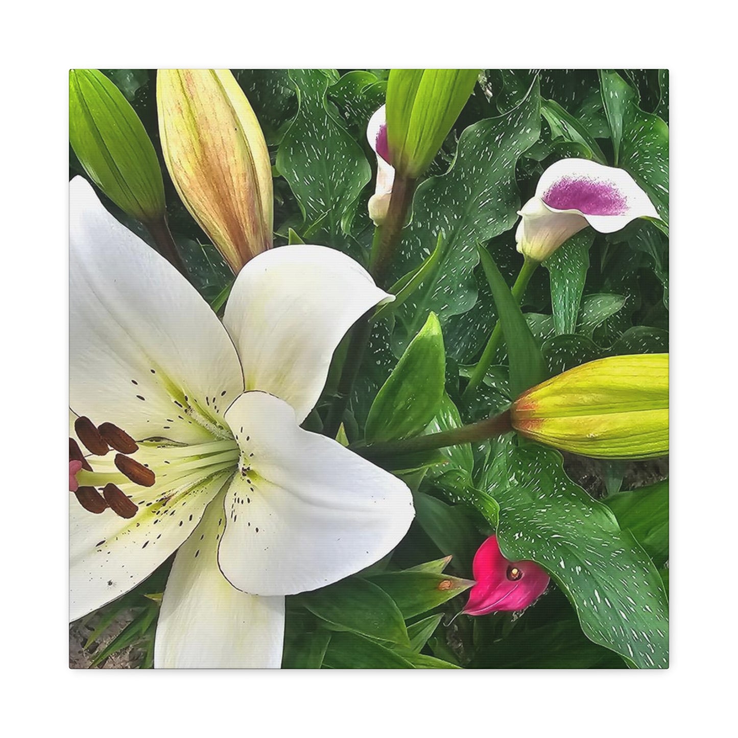 Lily Explosion, Matte Canvas, Stretched, 1.25"